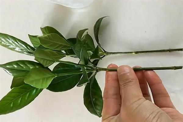 水培栀子花要注意什么，每次换水时都要添加营养液