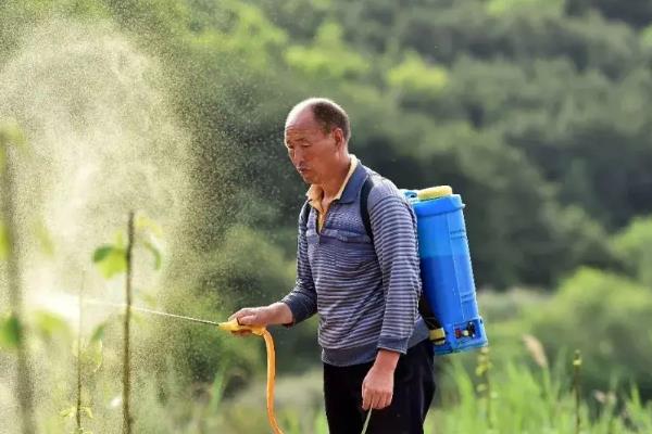 苍术的适宜种植地,适合种在向阳的山坡上