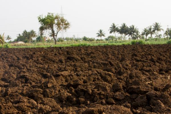 苍术的适宜种植地,适合种在向阳的山坡上