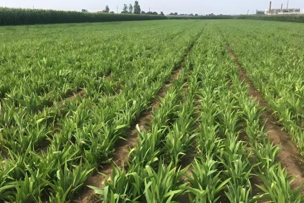 苍术的适宜种植地,适合种在向阳的山坡上
