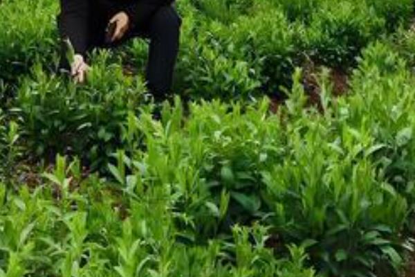 苍术的适宜种植地,适合种在向阳的山坡上