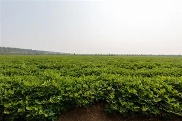 花生怎么种植，2-3月份播种为佳
