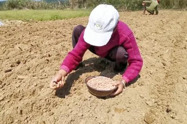 花生怎么种植，2-3月份播种为佳