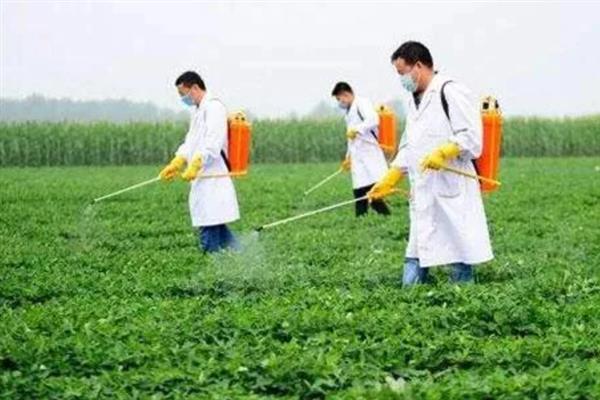 花生怎么种植，2-3月份播种为佳