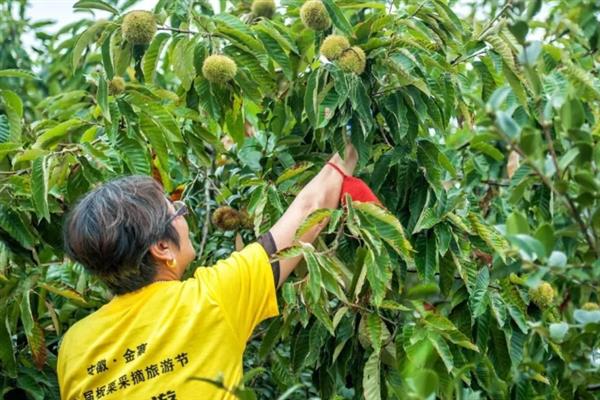 板栗的种类，常见的有北方栗、南方栗等