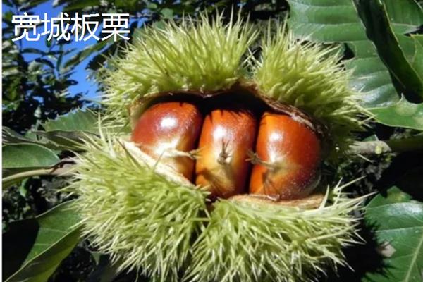 板栗的种类，常见的有北方栗、南方栗等