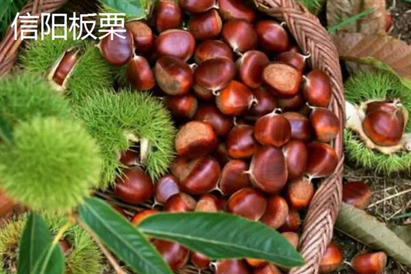 板栗的种类，常见的有北方栗、南方栗等