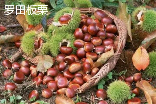 板栗的种类，常见的有北方栗、南方栗等