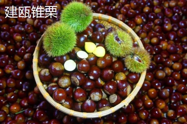 板栗的种类，常见的有北方栗、南方栗等