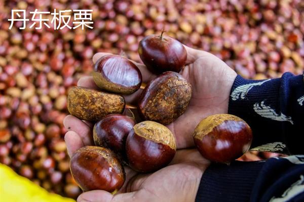 板栗的种类，常见的有北方栗、南方栗等