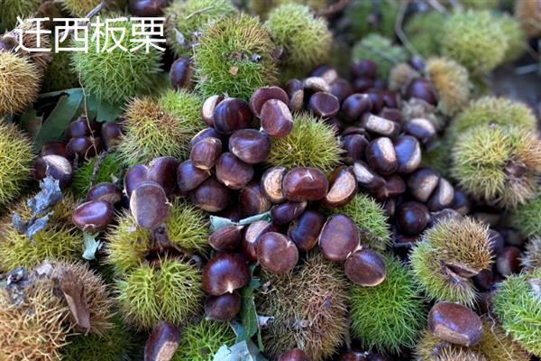 板栗的种类，常见的有北方栗、南方栗等