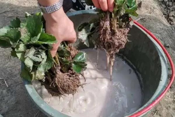 腐植酸肥料什么时候使用，主要用于土壤干旱受涝、酸碱失衡等关键期