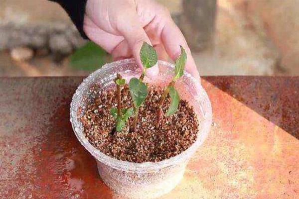 钓钟柳怎么繁殖,以播种、扦插、分株为主