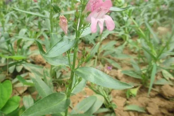 钓钟柳怎么繁殖,以播种、扦插、分株为主
