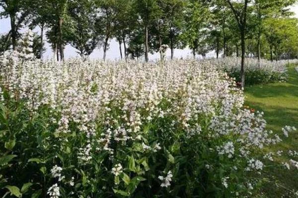 钓钟柳怎么繁殖,以播种、扦插、分株为主