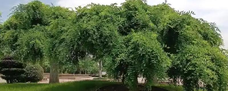龙爪槐叶子发白的原因，可能是是感染了白粉病