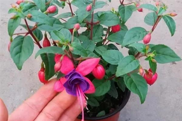 怎么养灯笼花，喜欢生长在湿润的环境下