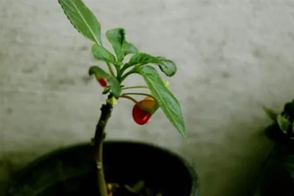 怎么养灯笼花，喜欢生长在湿润的环境下
