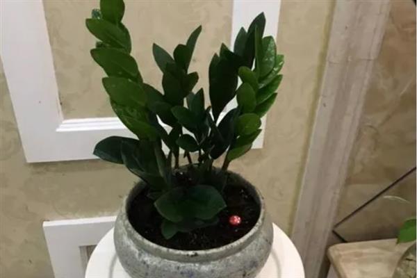 金钱树叶子边缘变焦的原因及解决方法，可能是强烈的阳光照射所致