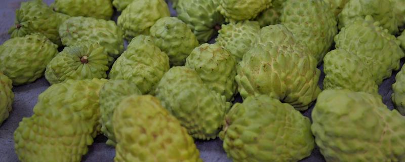 释迦果是哪个季节的，果实一般在夏秋季采收