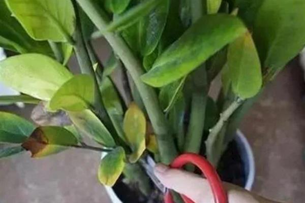 金钱树叶子边缘变焦的原因及解决方法，可能是强烈的阳光照射所致