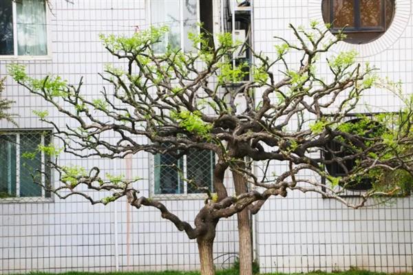 龙爪槐叶子发白的原因，可能是是感染了白粉病
