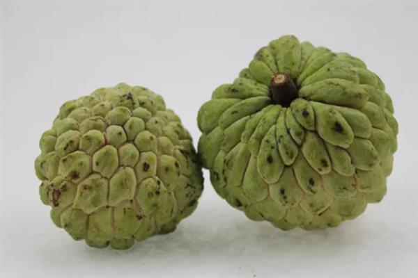 释迦果是哪个季节的，果实一般在夏秋季采收