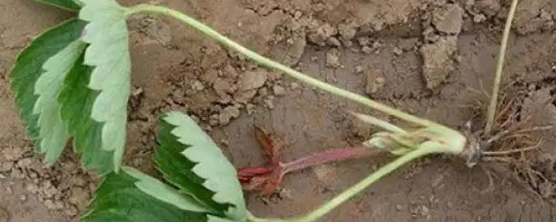 草莓根结线虫病的症状，病株表现出严重干旱似的萎蔫