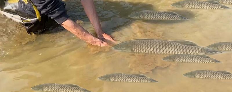 一亩池塘养多少草鱼，投放数量要根据体重去决定