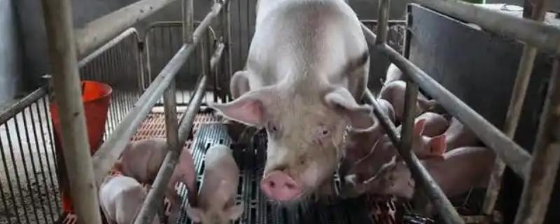 母猪需要定期修蹄吗，长约7厘米时需要修剪