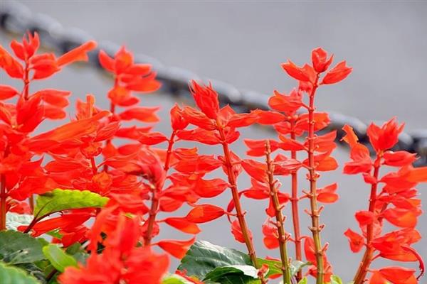 红红的花有什么寓意，花语是我爱你