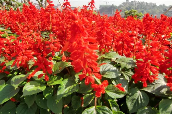 红红的花有什么寓意，花语是我爱你