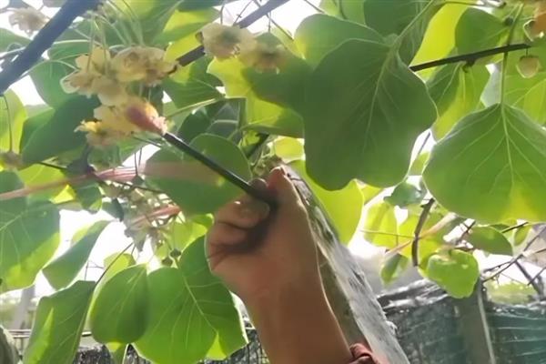 猕猴桃需要人工授粉的原因，雌雄花朵相互传粉才能结果