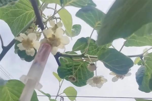 猕猴桃需要人工授粉的原因，雌雄花朵相互传粉才能结果