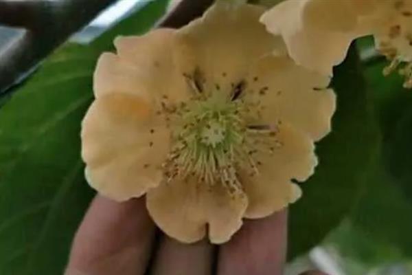 猕猴桃需要人工授粉的原因，雌雄花朵相互传粉才能结果