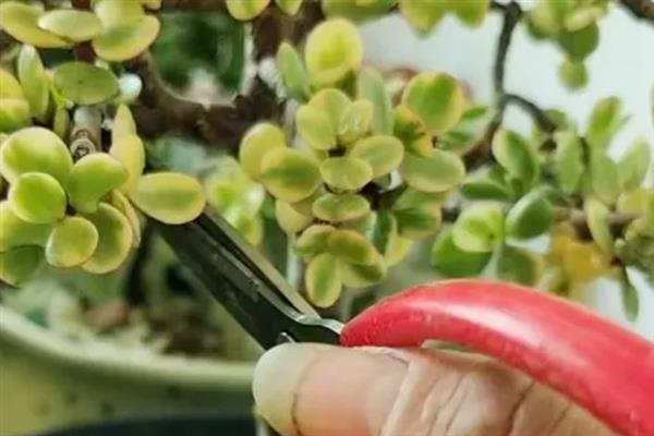 雅乐之舞用什么土种植，园土作为基础基质