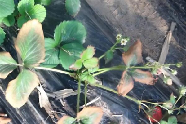 草莓根结线虫病的症状，病株表现出严重干旱似的萎蔫