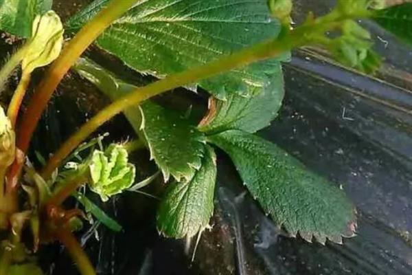 草莓根结线虫病的症状，病株表现出严重干旱似的萎蔫