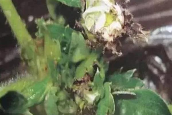 草莓根结线虫病的症状，病株表现出严重干旱似的萎蔫