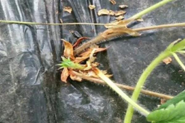 草莓根结线虫病的症状，病株表现出严重干旱似的萎蔫