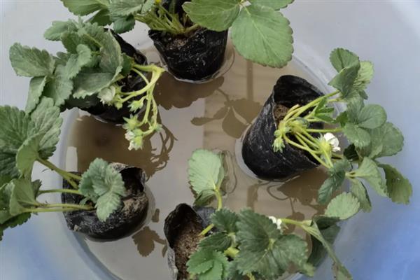 草莓根结线虫病的症状，病株表现出严重干旱似的萎蔫