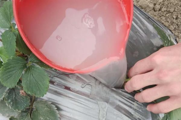 草莓根结线虫病的症状，病株表现出严重干旱似的萎蔫