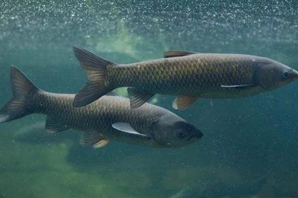 一亩池塘养多少草鱼,投放数量要根据体重去决定