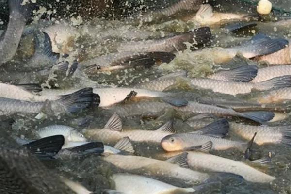 一亩池塘养多少草鱼,投放数量要根据体重去决定