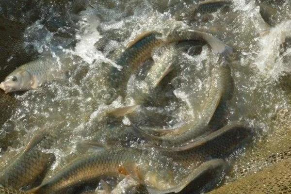 一亩池塘养多少草鱼,投放数量要根据体重去决定