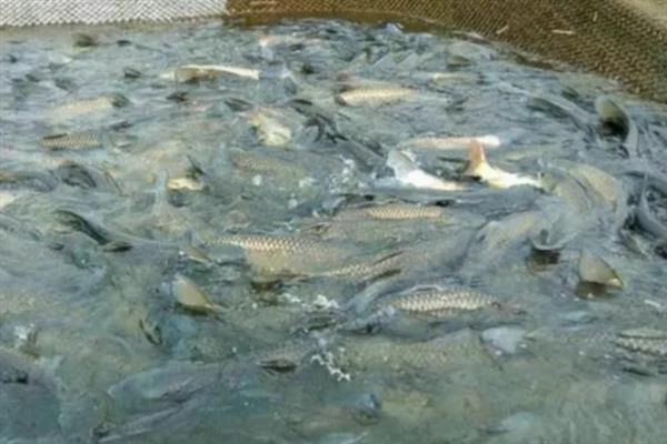 一亩池塘养多少草鱼,投放数量要根据体重去决定