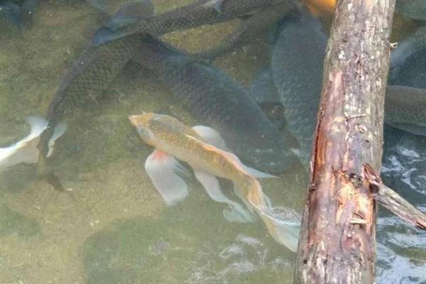 一亩池塘养多少草鱼,投放数量要根据体重去决定