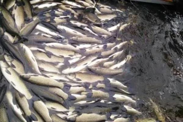 一亩池塘养多少草鱼,投放数量要根据体重去决定