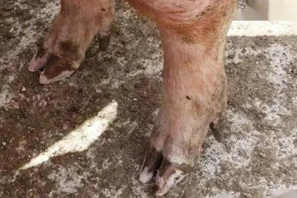 母猪需要定期修蹄吗，长约7厘米时需要修剪