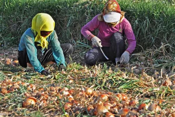 洋葱种多长时间才能收获，一共需要9-11个月左右